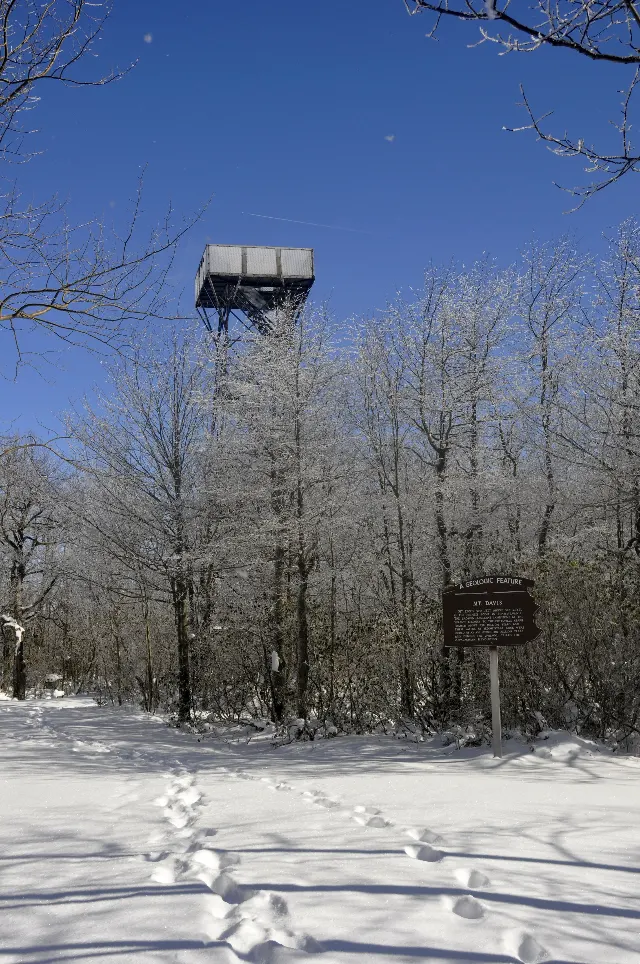 Forbes State Forest — Mount Davis Natural Area