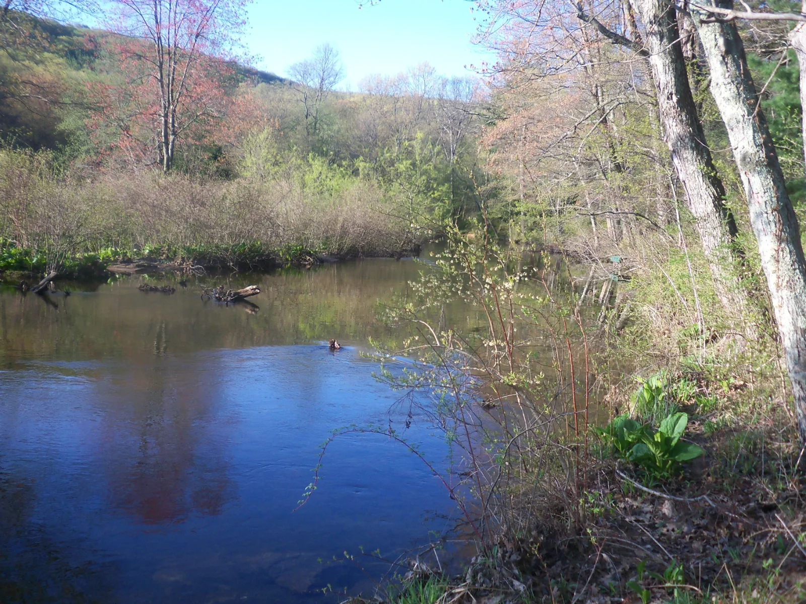 Pole Steeple Trail — Michaux State Forest