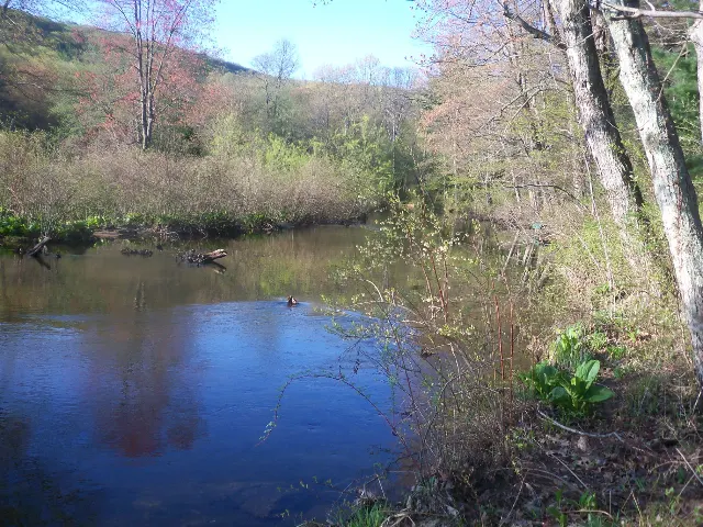 Pole Steeple Trail — Michaux State Forest