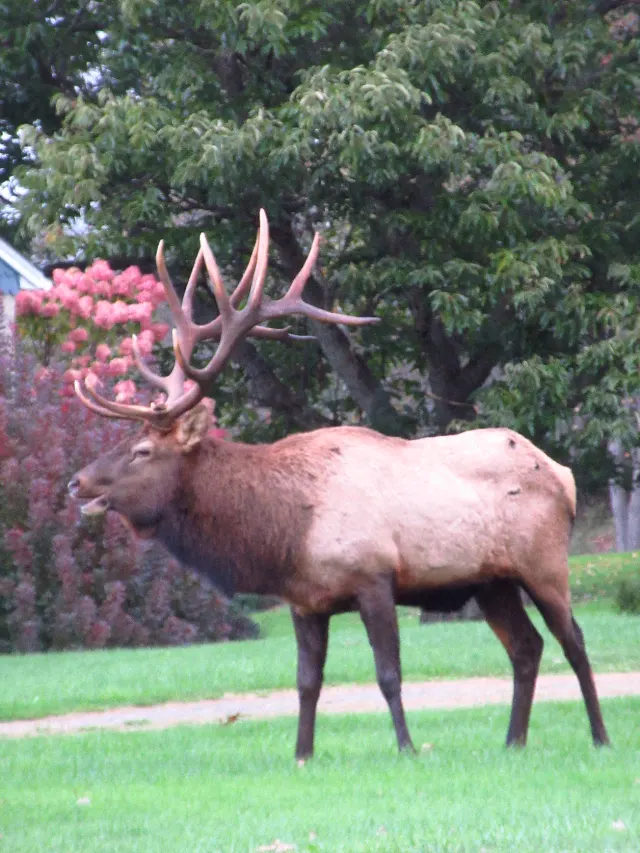 Winslow Hill Elk Viewing Area