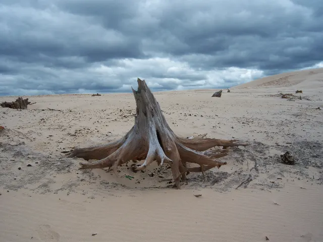 Mac Woods Dune Rides