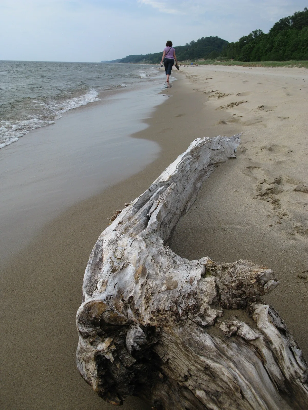 Saugatuck Dune Rides