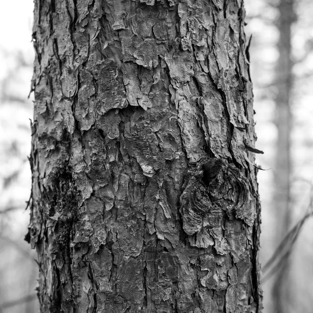 Hartley Park Forest Trails