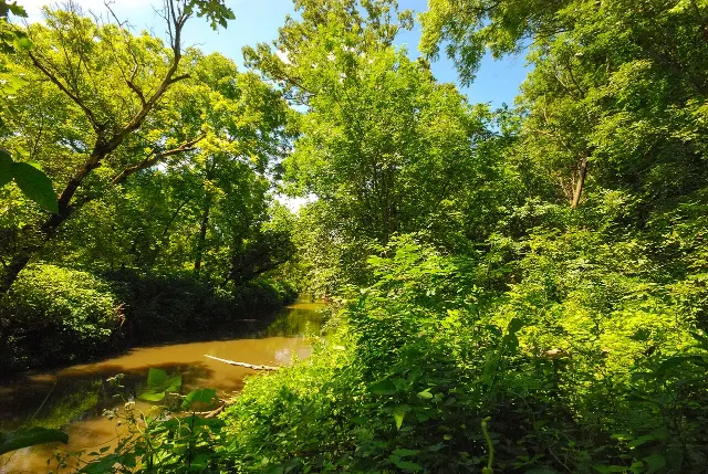 Blackhawk Lake Recreation Area Wooded Lake Walk